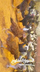  2 دجاج للبيع