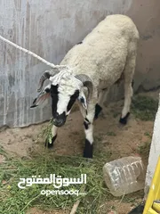  1 خروف ربي يبارك