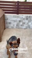  12 Doberman Shepherd)  اقرأ وصف