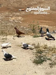  11 حمام ما شاء الله للبيع شوف الوصف