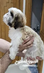  8 Adorable 6-Month-Old Female Shih Tzu Puppy