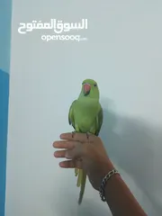  2 ببغاء دره هندي ذكر بدايت اطلاع طوق