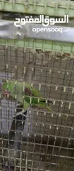  4 ببغاء كساندرا و دوره