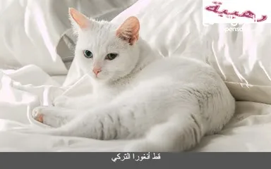  2 قطه شيرازي ابيض عيونه زرقاء سكني