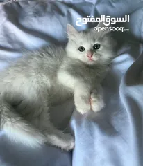  3 قطط هملايا وشيرازي وبريتش للبيع بسعر رمزي