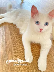  1 قطه للبيع بيضاء