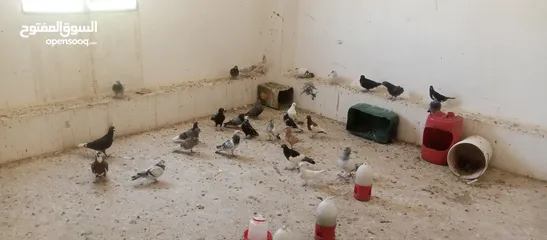  2 حمام العدد25