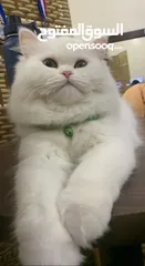  1 Persian Cat Female Doll Face