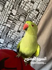  3 ببغاء دره للبيع بسعر حرق شوف التفاصيل