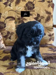  6 جراء فرينش تيرير للبيع