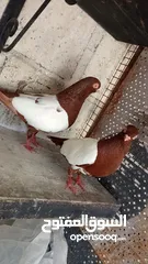  5 جواز حمام للبيع