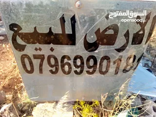  1 قطعه او مميزه مشجره زيتون