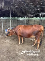  3 ابقار هولنديه وجيرسي