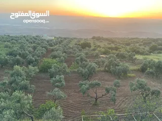  1 5.5 دونم مزرعة بالسلط باطلالة بانورما على فلسطين للبيع بسعر مغري قابل للتفاوض للجادين