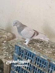  1 جواز حمام مشكله