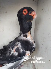  5 مسود اسود +طيرة يهودية سودة بسعر حرق
