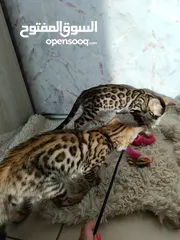 7 Bengal kittens