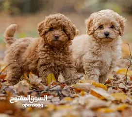  3 جراء بوديل اصغر حجم بسعر منافس