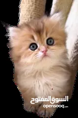  2 قطط فارسي بيور نقي للبيع