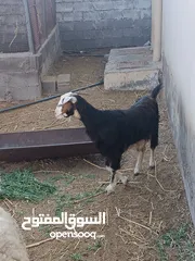  2 غنم للبيع سعر طيب