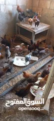  4 فرخات جاج بلدي