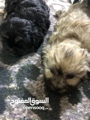  2 كلاب تيلر صغار عمر شهر اتواصل علا وتساب