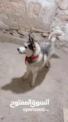  4 كلب هسكي ل البيع