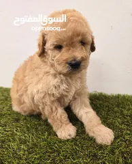  4 Mini toy poodle ميني بودل وبومرينيم ويوركي pomeranian, yorki