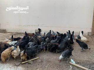  9 دجاج  للبيع