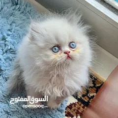  1 اجمل قطط هملايا