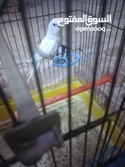  14 3 جواز حب مع فراخ  بيض مقفصات للبيع