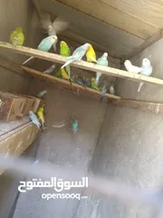  2 عصفور طير الحب الجوز