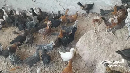  2 فراخ بلدي لبيع عمر شهر ونص بسعر قليل