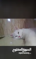  1 قطة شيرازي عمر 11 شهر م