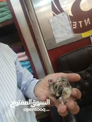  1 حسون فرخ عش محجل مسمع