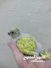  5 بادجي شغال للبيع  شوف الوصف