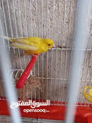  2 والأنثى ليموني معبيه مع قفص 3 معالف   مخلف كنار أنثى ليموني عمر 5 أشهر مع قفص السعر 15 بدون قفص.