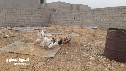  4 دجاج عربي للبيع