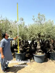  1 Olives Trees Fresh And Healthy