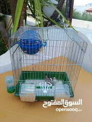  5 طيور زينه للبع فنجز للبيع مع كامل الاغراض ومع ققص ومع اكل يكفي لمدة شهر