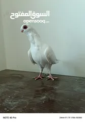  3 جوز بولندي