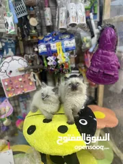 19 هملايا بلو بوينت مع فل باكيج بس ب40 عروض مجنونة