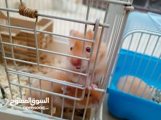  2 هامستر للبيع