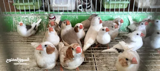  8 20 جوز فنقز و10 حبات كنار