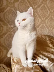  2 قطط نوع بيكي فيس ومكس همالايا للبيع بسعر رمزي