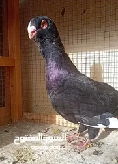  3 حمام نخب بيع او  بدل