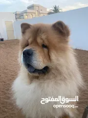  6 Chow chow male