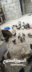  1 صوص جاج بلدي
