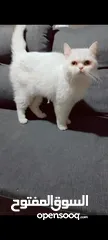  1 قطة هملايا اورنج لون ابيض عمر سنه وشهر هادئة لعوبة