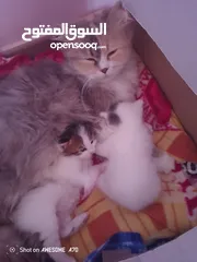  9 قصه سكره و لوزه أنقذت امهم (ببلي) من شارع لما أهلها ىموها وهيا حامل ولدت عندي وكبرو ولادها عندي